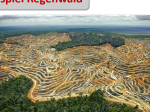 Rodung Regenwald