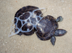 Schildkröte